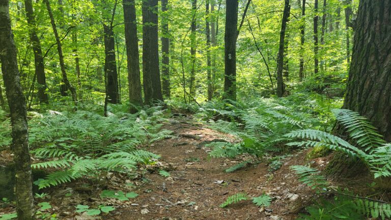 Groton Woods