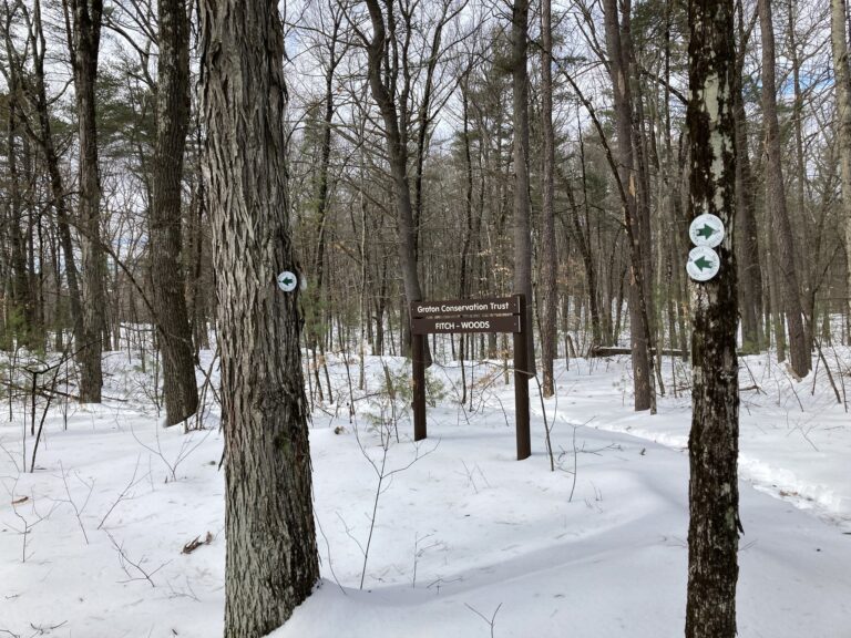McLain’s Woods/Fitch-Woods