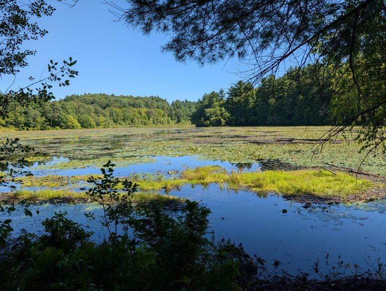 Martins Pond