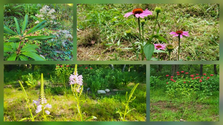 The Story of a Meadow