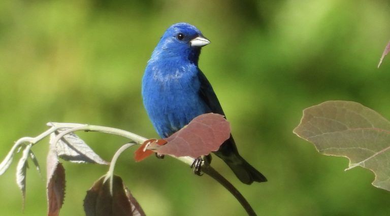 Birding on the Red Line